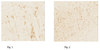 Anticorps anti-FluoroGold from rabbit