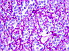 IgG1 Antibody, Mouse 1.95&#160;mg/mL, Chemicon&#174;
