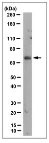 Anti-CHRDL1 Antibody, clone 10C9.3 clone 10C9.3, from mouse