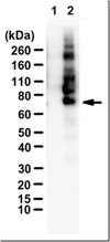 Anti-PEG (methoxy group) Antibody, clone RM105 clone RM105, from rabbit, purified by affinity chromatography
