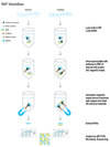 Magna RIP&#174; RNA-Binding Protein Immunoprecipitation Kit RNA Immunoprecipitation (RIP) Kit containing all necessary reagents to perform 12 individual RNA-binding protein immunoprecipitation (RIP) reactions using protein A/G magnetic beads.