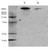 Anti-Lubricin/Proteoglycan 4, clone 5C11 Antibody clone 5C11, from mouse