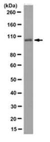 Anti-Aldh1L1 Antibody, clone N103/39 clone N103/39, from mouse