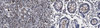 Anti-FFAR3/GPR41 Antibody, clone 16F4.1 clone 16F4.1, from mouse