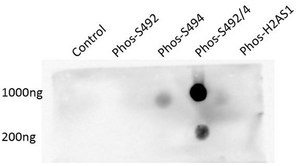 Anti-phospho Brd4 (Ser492/Ser494) from rabbit, purified by affinity chromatography