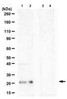 Anti-phospho-Caveolin-1 (Ser37) from rabbit, purified by affinity chromatography