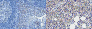 Anti-SLAMF7 (CD319) Antibody, clone 162 clone 162, from mouse