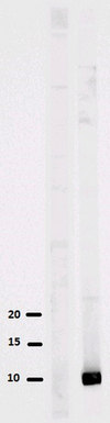 Anti-acetyl-Histone H4 (Lys8) Antibody serum, Upstate&#174;