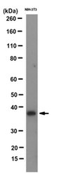 Anti-KLF6 Antibody, clone 12A8.3 clone 12A8.3, from mouse