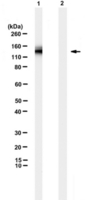 Anti-EGFRvIII mutation Antibody, clone L8A4 clone L8A4, from mouse