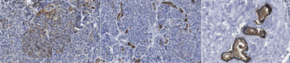 Anti-HPa3 Antibody, clone HIC3-2D12 clone HIC3-2D12, from mouse