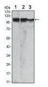 Anti-HK2 Antibody, clone 3D3 ascites fluid, clone 3D3, from mouse