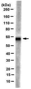 Anticorps anti-CYP11B1, clone 80-7 clone 80-7, from rat