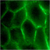 Anti-CEACAM1/CD66a Antibody, clone B3-17 clone B3-17, from mouse