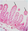Anti-CEACAM1/CD66a Antibody, clone B3-17 clone B3-17, from mouse