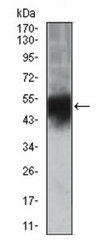 Anti-DCX Antibody, clone 2G5 clone 2G5, from mouse